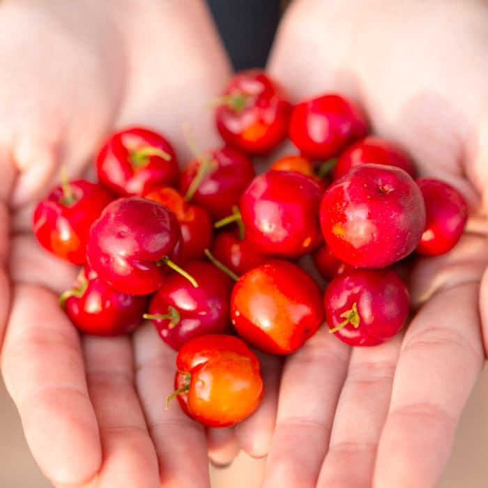 Acerola