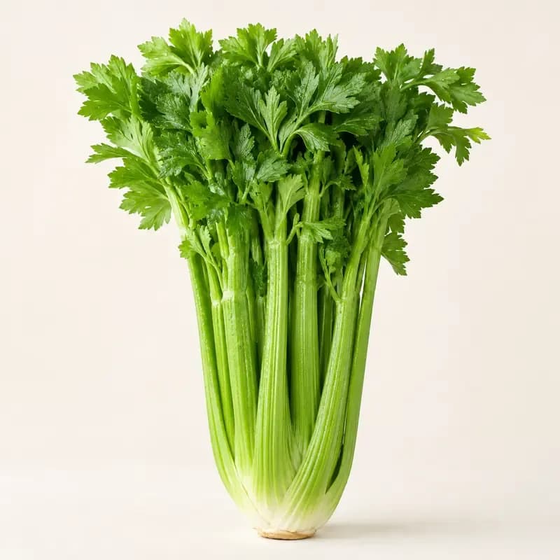 Celery