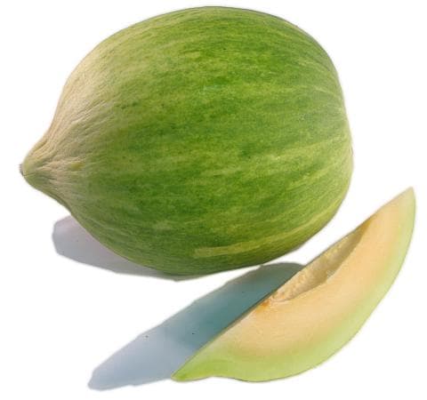 Crenshaw Melon primary