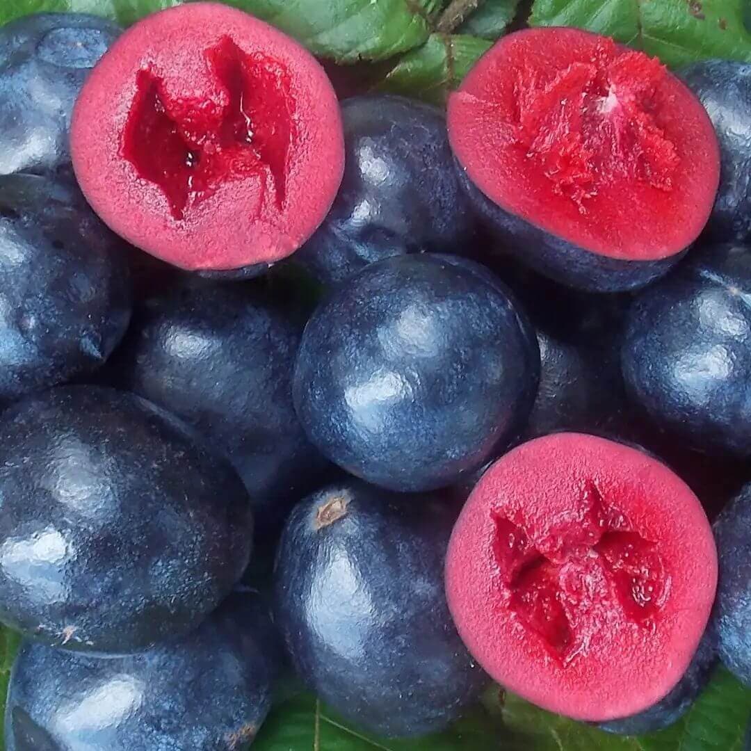 Davidson Plum primary