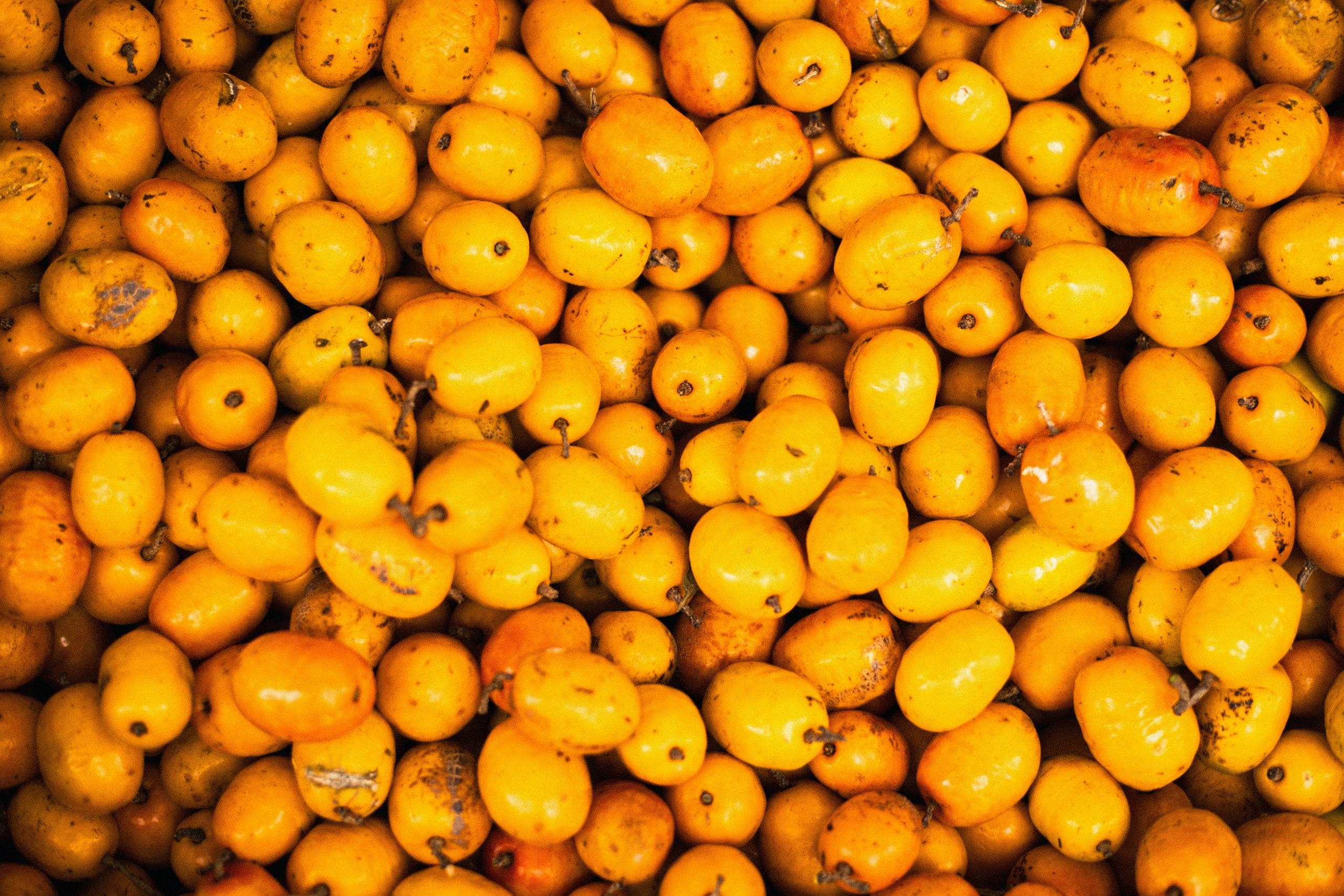 Loquat