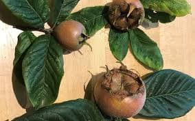 Medlar
