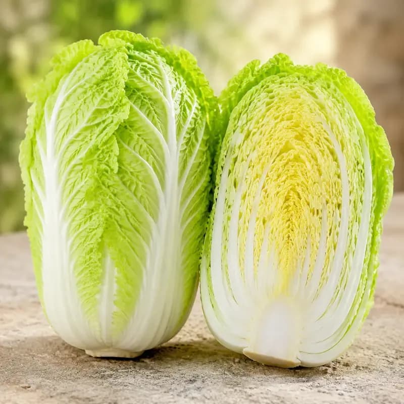 Napa Cabbage