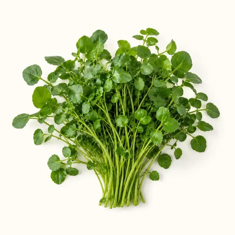 Watercress