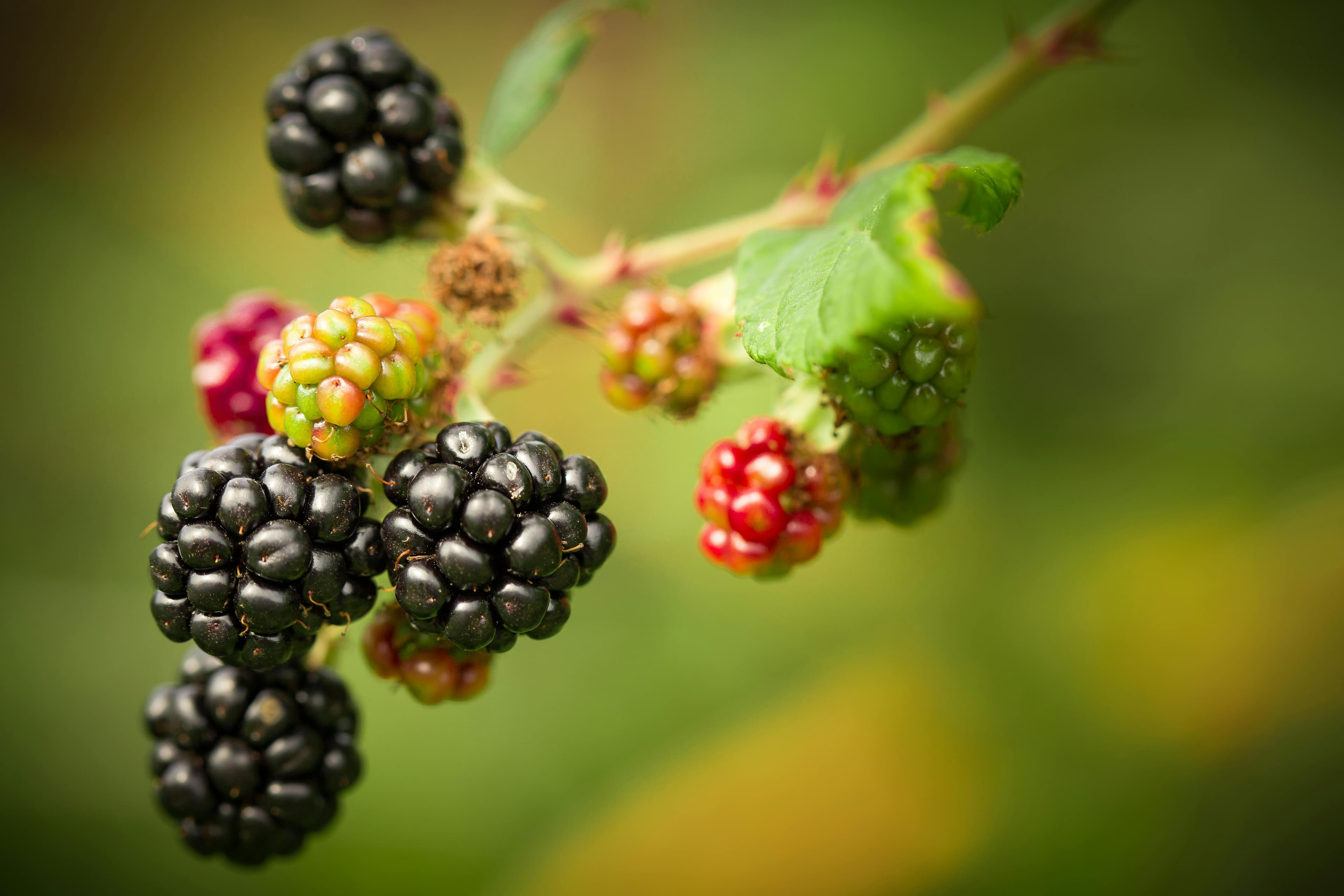 Blackberry - fresh fruit image for easy identification