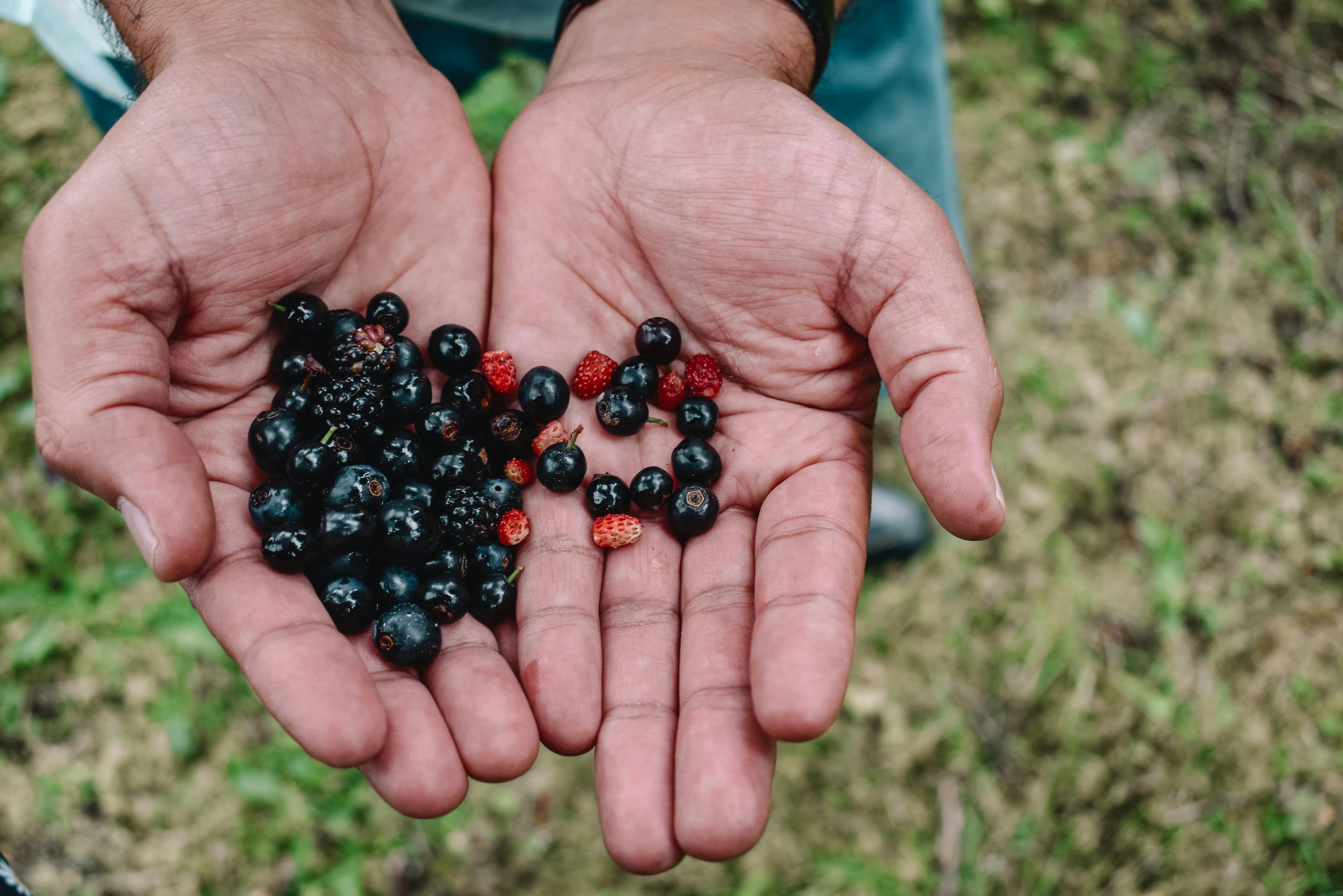 Blackcurrant - fresh fruit image for easy identification