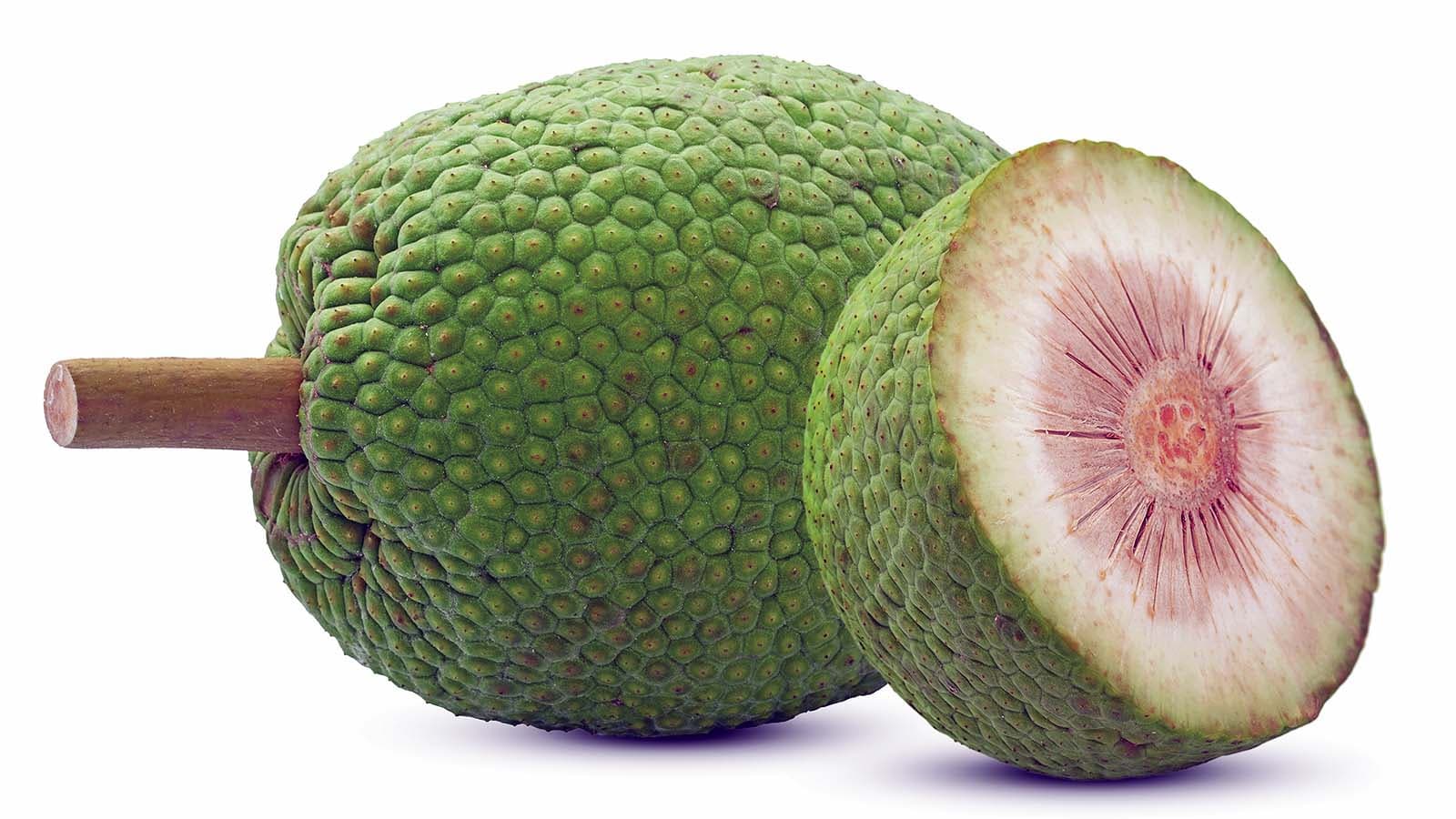 Breadfruit - fresh fruit image for easy identification