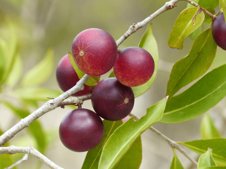 Camu Camu - fresh fruit image for easy identification