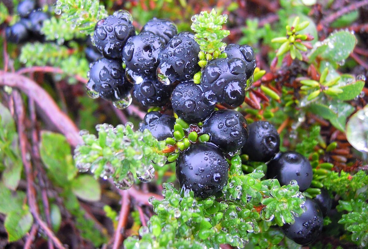 Crowberry - fresh fruit image for easy identification