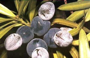 Illawarra Plum - fresh fruit image for easy identification