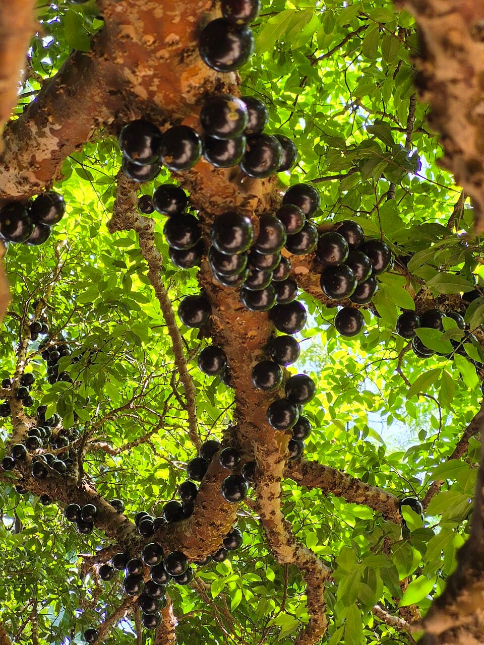 Jabuticaba primary