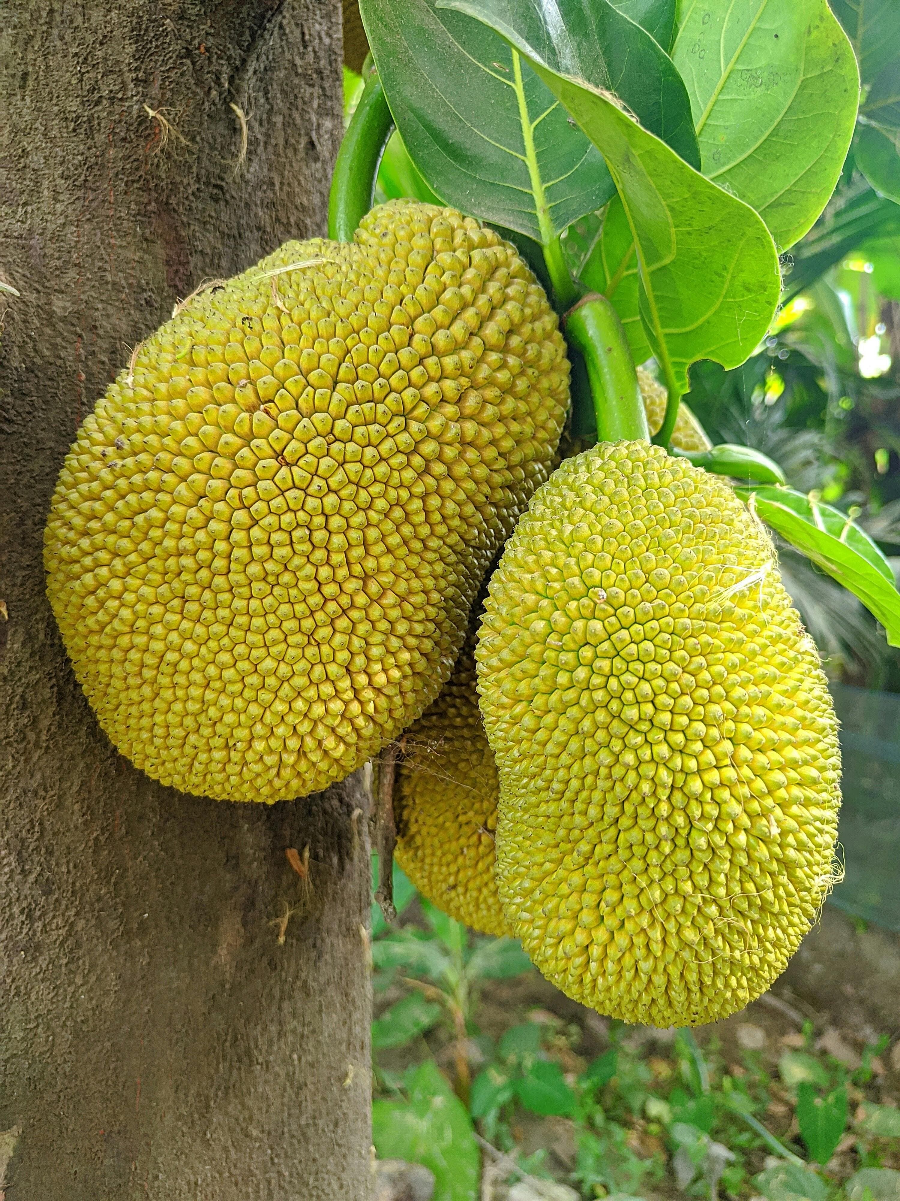 Jackfruit - fresh fruit image for easy identification