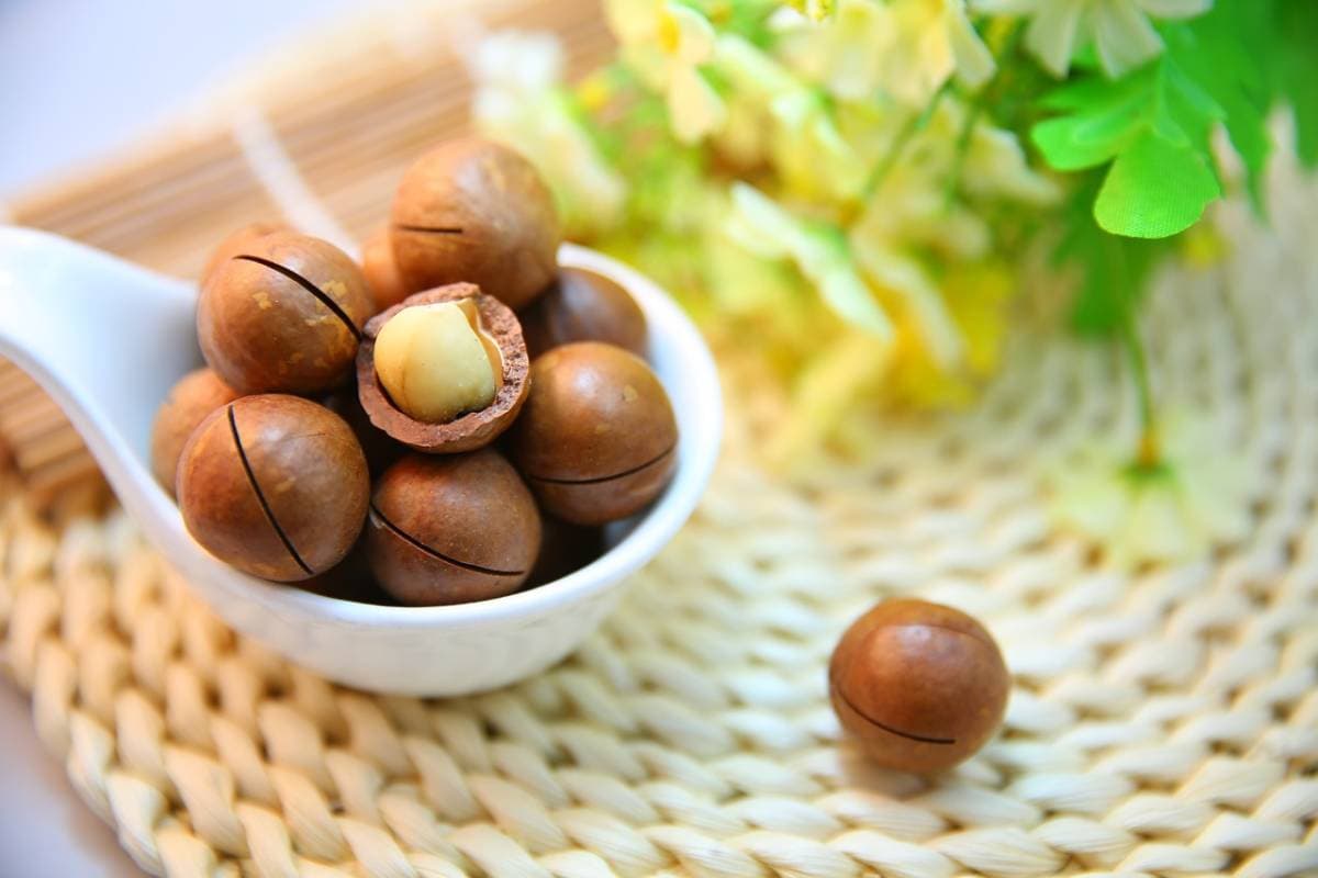 Macadamia - fresh fruit image for easy identification