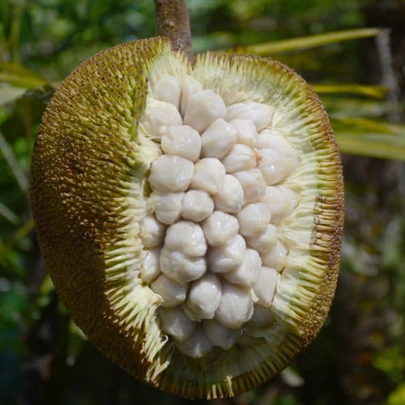 Marang - fresh fruit image for easy identification