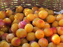 Mirabelle Plum - fresh fruit image for easy identification