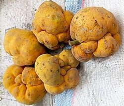 Monkey Jack - fresh fruit image for easy identification