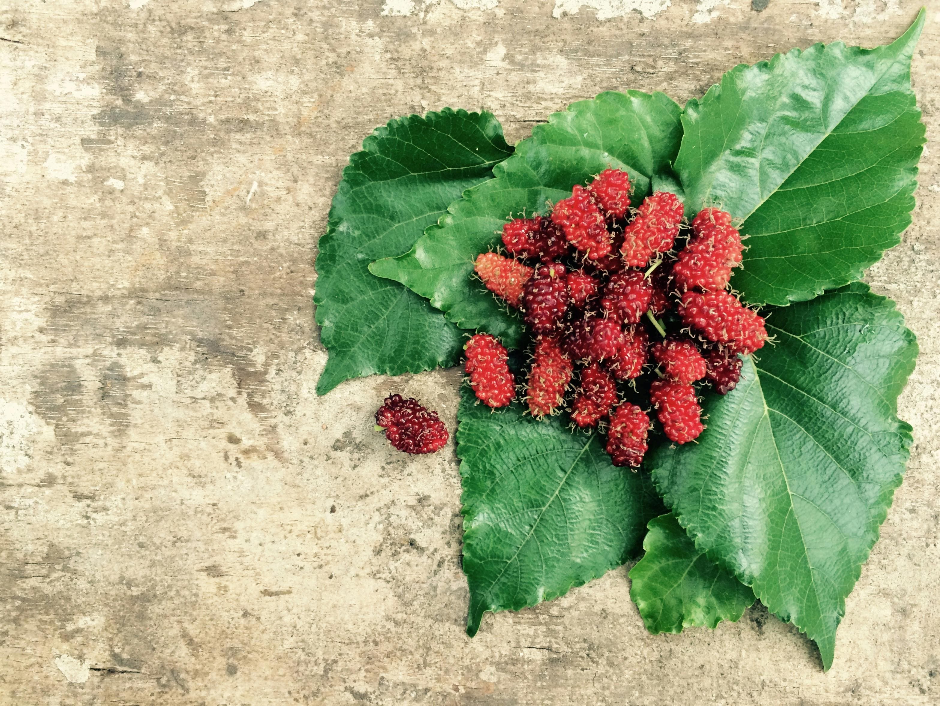 Mulberry - fresh fruit image for easy identification