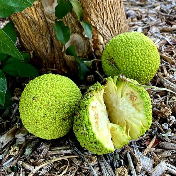 Osage Orange primary