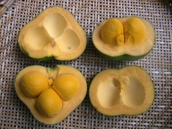 Pequi - fresh fruit image for easy identification