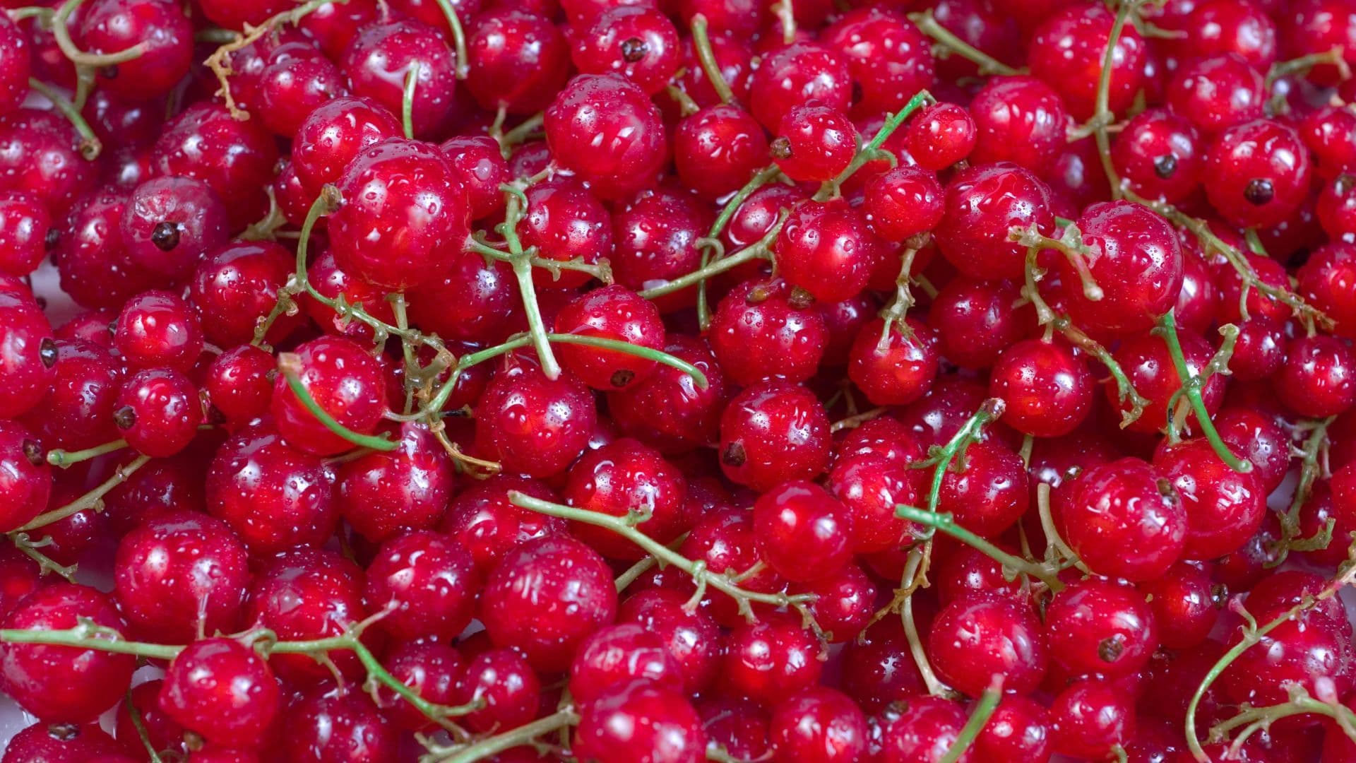 Red Currant - fresh fruit image for easy identification