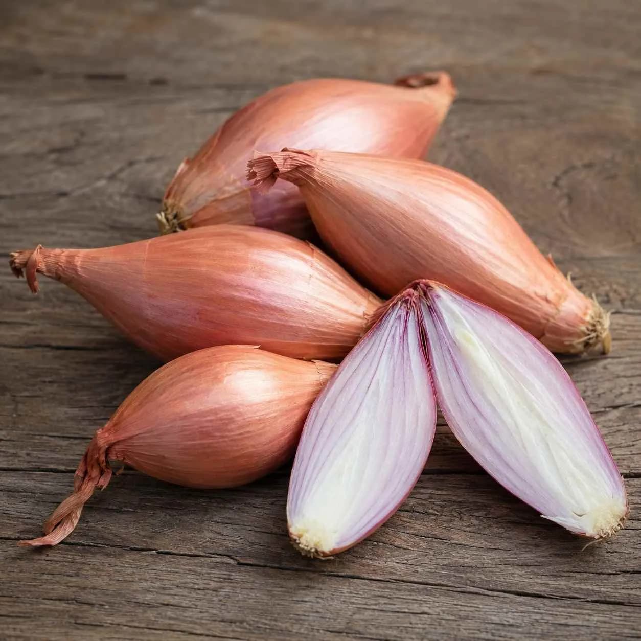 Shallot