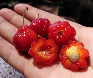 Surinam Cherry primary