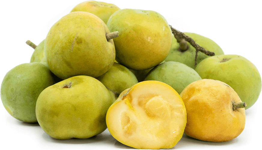 White Sapote primary