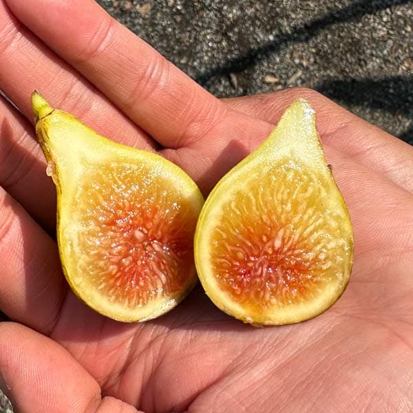 Yellow Fig - fresh fruit image for easy identification