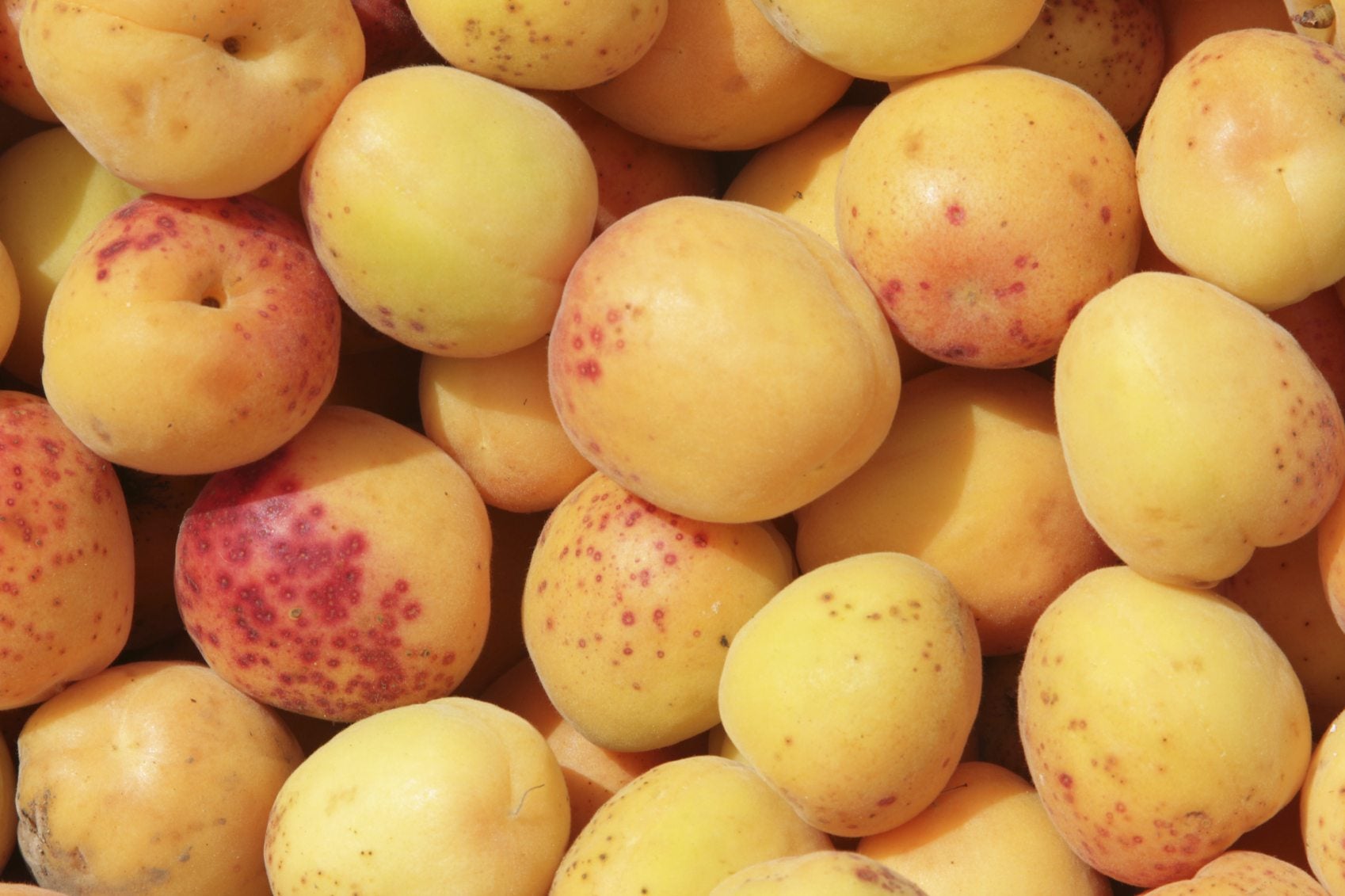 Aprium primary image