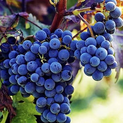 Concord Grape primary image