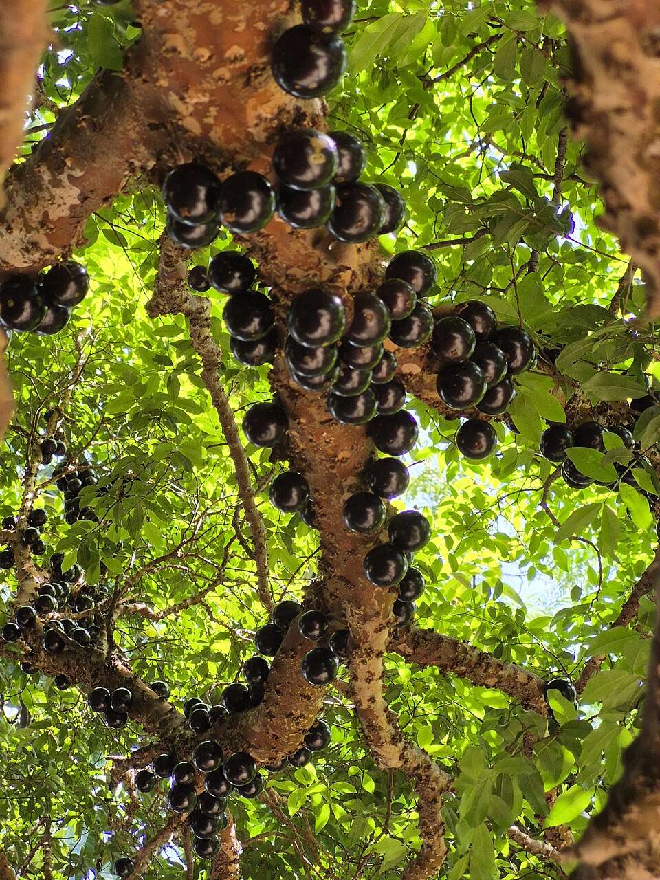 Jabuticaba primary image