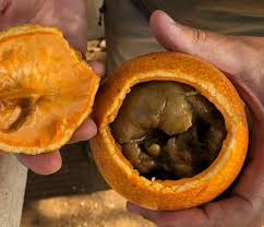 Monkey Orange primary image