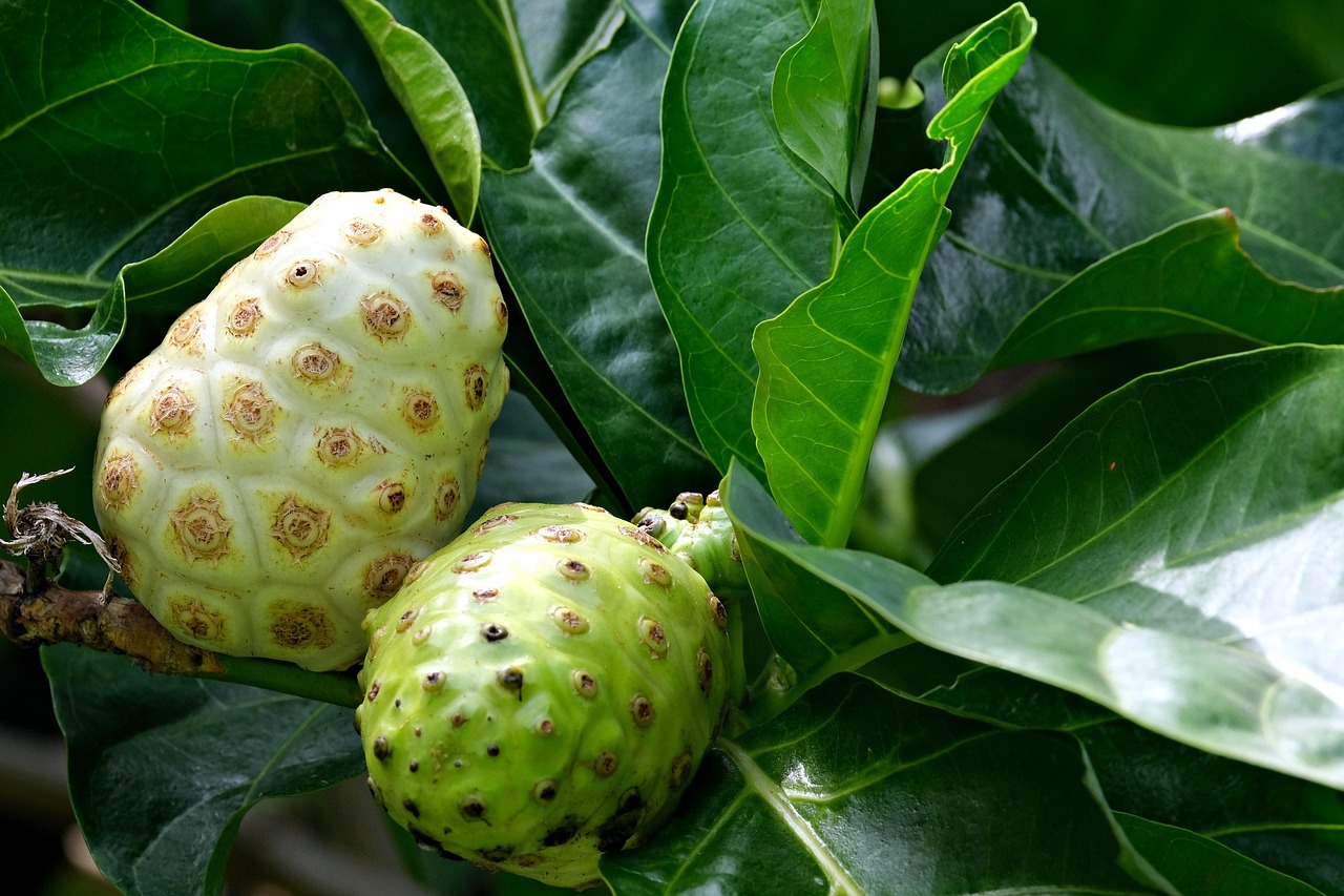 Noni Fruit primary image