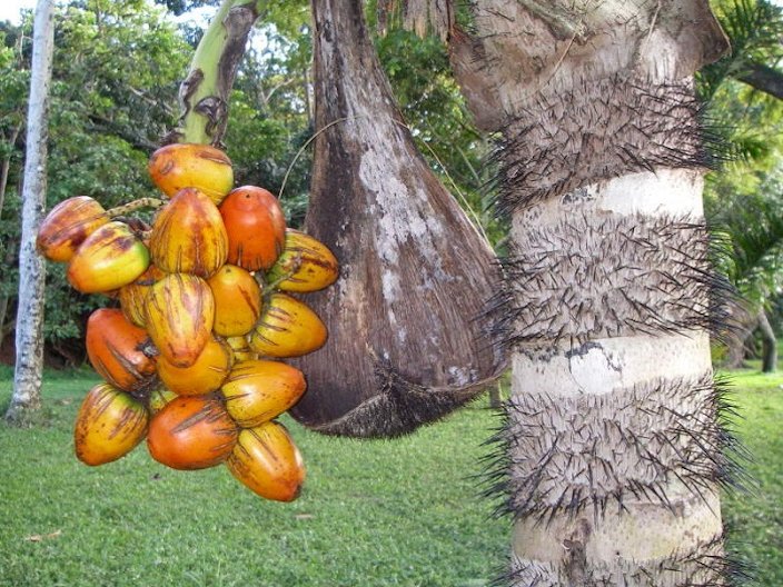 Peach Palm Fruit primary image