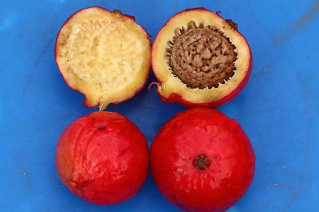 Quandong primary image