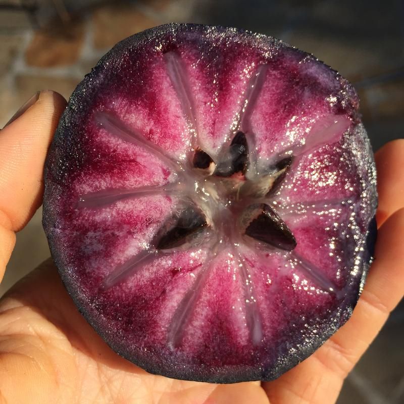 Star Apple primary image