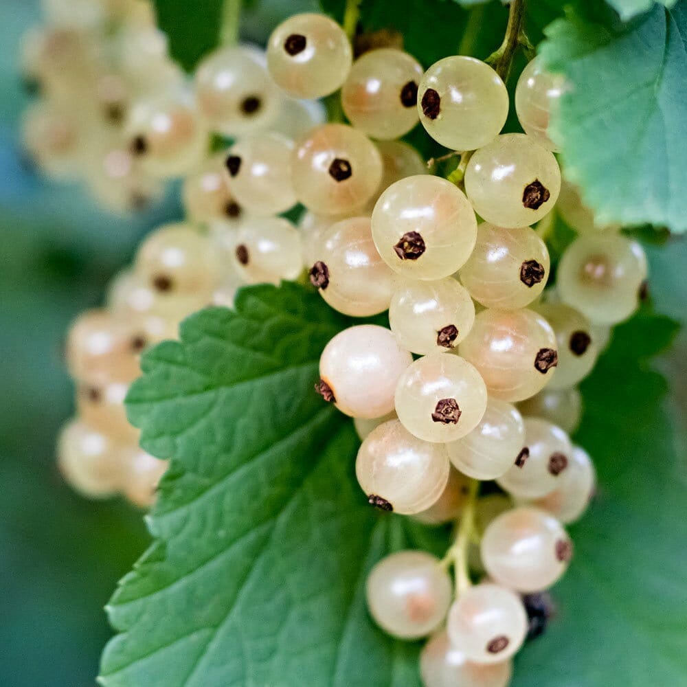 White Currant primary image