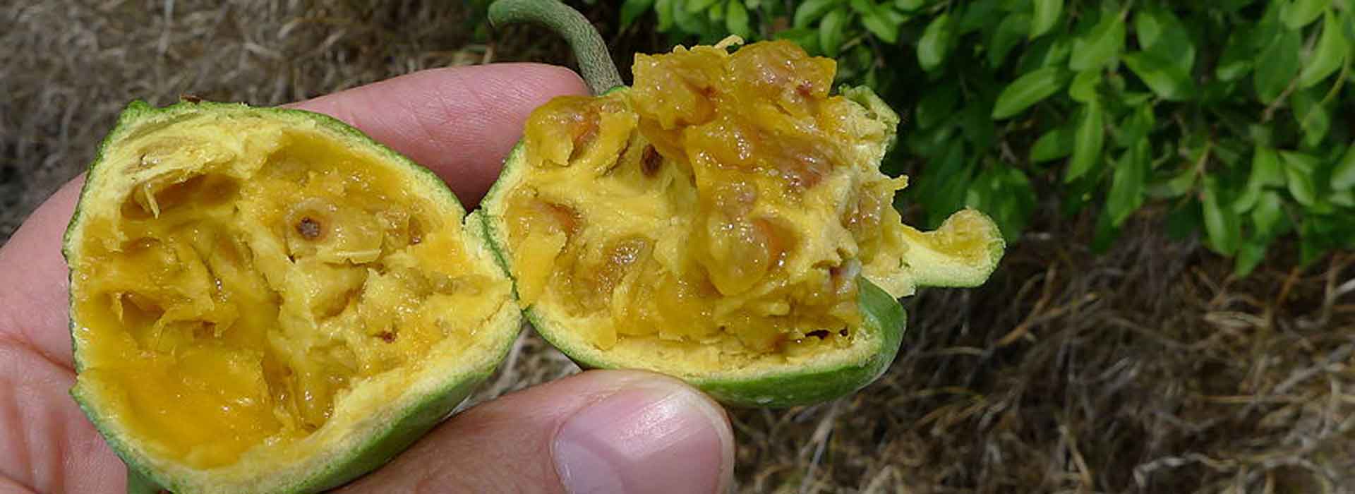 Wild Orange primary image