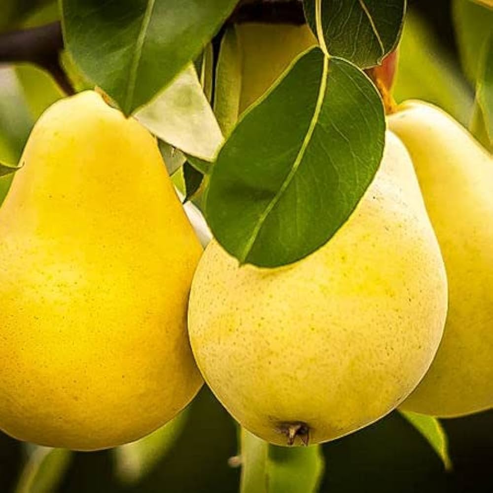 Yellow Pear primary image